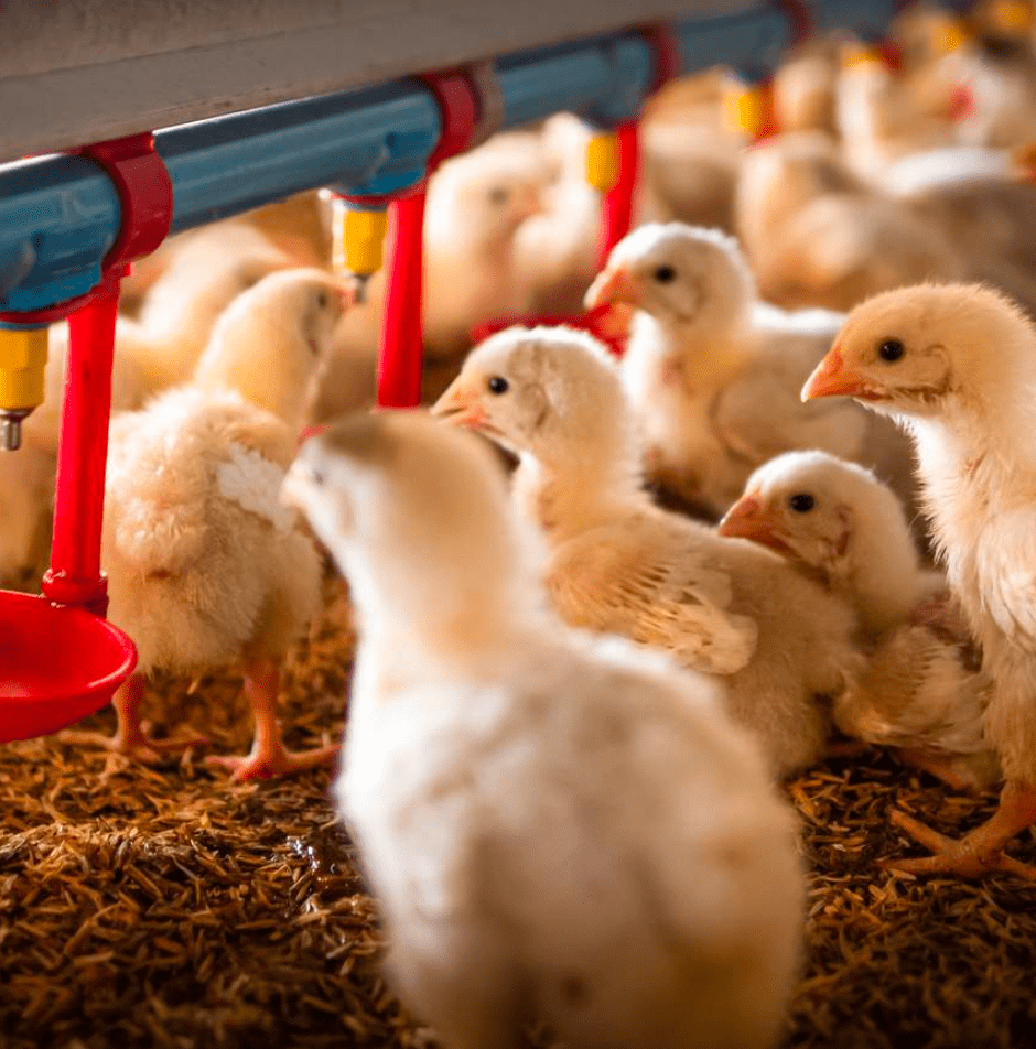 Pembangunan Kandang Ayam Closed House dan Peralatan Kandang Ayam Modern