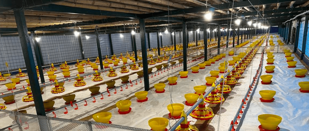 Sistem Feeding Manual Peralatan Kandang Ayam - Baby Chick Feeder dan Superfeeder