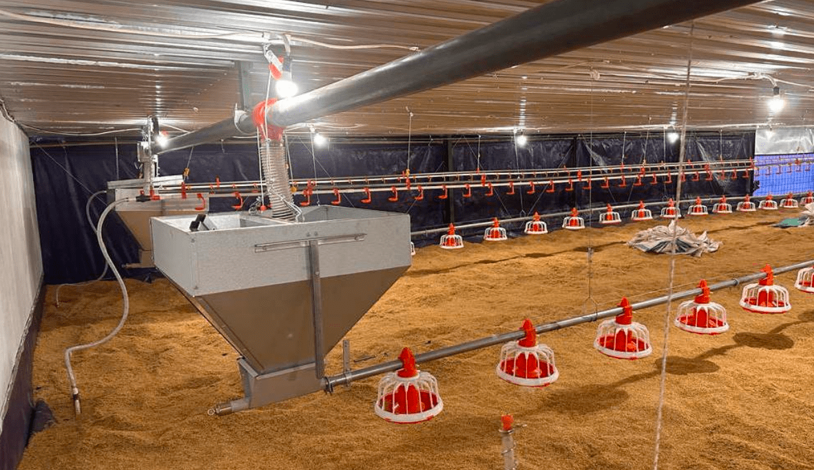 Sistem Feeding Otomatis Peralatan Kandang Ayam - Distribusi Pakan Modern
